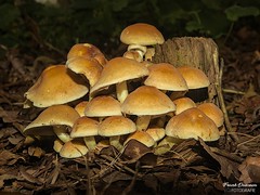 Mushroom - Paddenstoel