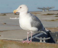 Unknown Gulls