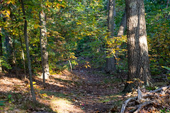 An autumn nature walk at the Wright Pond Loop