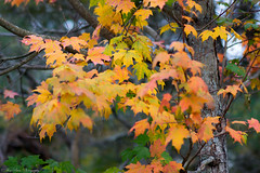 Fall foliage at Breakheart