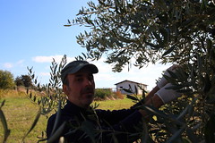 Raccolta olive 2021
