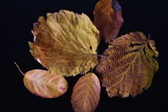 Herbstblätter - autumn leaves - feuilles d’automne