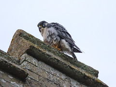 peregrine falcon 