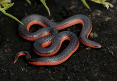 Western Worm Snake (Carphophis vermis)