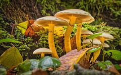 Pilze - mushroom