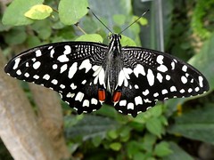 Voilier échiquier - Lime swallowtail