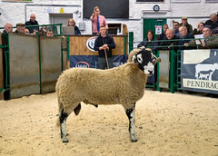 Annual Show and Sale of Swaledale Rams,Kirby Stephen Mart, 21/10/21