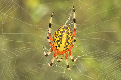 Spiders and Spider Relatives