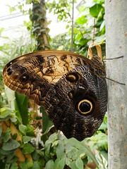 Caligo telamonius memnon - Pale owl-butterfly