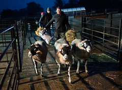 Annual Show and Sale of Swaledale Tups, Hawes, 27/10/21