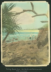 Nature - Pandanus palms
