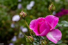 Rose - Kordes Adorable Floribunda
