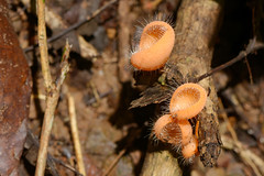 Fungi, Thailand