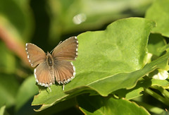 Geranium Bronze Butterfly