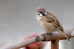 Горобці (sparrows)