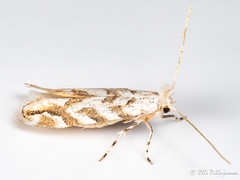 Lepidoptera: Gracillariidae of Finland