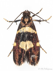 Lepidoptera: Prodoxidae of Finland