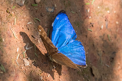 Papillons du Brésil