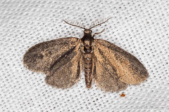 Lepidoptera: Psychidae of Finland