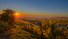 Alsace Wine Route - Autumn 2021