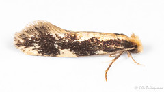 Lepidoptera: Tineidae of Finland