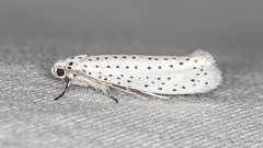 Lepidoptera: Yponomeutidae of Finland