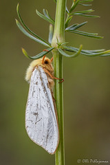 Lepidoptera: Hepialidae of Finland