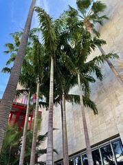 Los Angeles County Museum of Art Palms