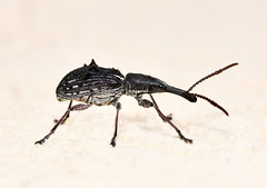 Insects:Coleoptera