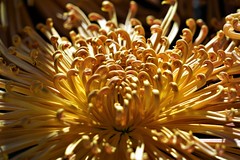 Longwood Chrysanthemum Festival 11-01-21