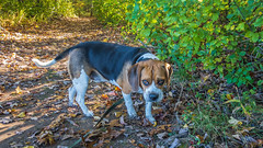 Beagle Walks 11