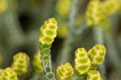 Cupressaceae