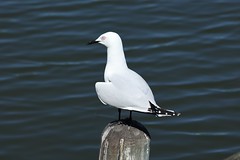 Black-billed gull
