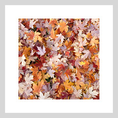 Fallen Leaves_110521