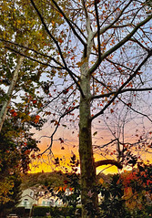 Sycamore Fall Leaves Sunset