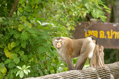 Mammals, Thailand