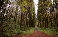 Mullaghmeen Forest