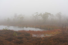 foggy black bog