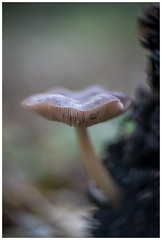 2021-11 - Fungi - Heilooër Bos