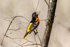 BIRDS - Baltimore Oriole