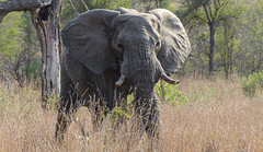 South Africa -  Kruger NP - Okt '15