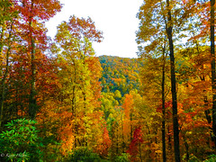 Fall colors in the Smokies_2021