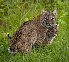Bobcats - Wildcats - Red Lynx -Lynx rufus-