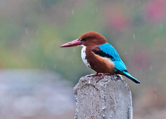 Kingfishers, Rollers and Bee-eaters