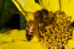 Apis mellifera, European honeybee