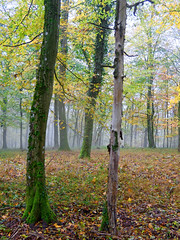 In den Wälder - In the woods