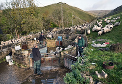 Gathering in sheep and preparing for tupping, Starbotton, Wharfedale, November 2021