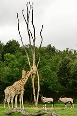 Zoo African Safari (Plaisance-du-Touch - Occitanie)