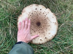Fungi of Northumberland