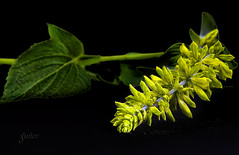 Salvia, LimeLight